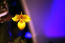 orchidees senat 014 * 4368 x 2912 * (4.78MB)